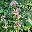 Phlomoides tuberosa (żeleźniak bulwiasty)