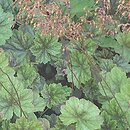 Heuchera Beauty Color