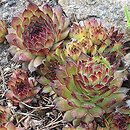 Sempervivum calcareum Grigg's Surprise