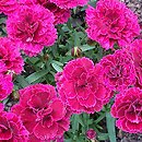 Dianthus Bicolor
