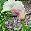 Zantedeschia Picasso