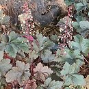 Heuchera Chocolate Ruffles