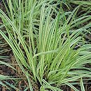 Molinia arundinacea s.str. Variegata