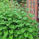 Smilax lasioneura