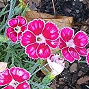 Dianthus Flutterburst