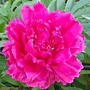Paeonia lactiflora Krystyna