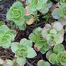 Phedimus spurius Roseum Superbum