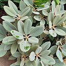 Rhododendron hort. Silver Dane