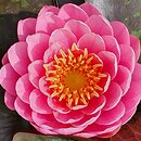 Nymphaea hort. Perry's Fire Opal