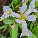 Iris versicolor Between the Lines