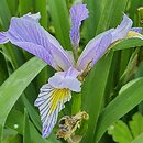 Iris hort. var. shrevei