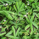 Polygonum microcephalum