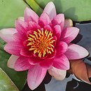 Nymphaea hort. Almost Black