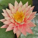 Nymphaea hort. Sunny Pink