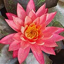 Nymphaea hort. Wanvisa
