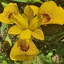 Iris pseudacorus Roy Davidson