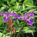 Iris hort. Berlin Versilaev