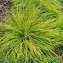 Cenchrus alopecuroides Hameln Gold