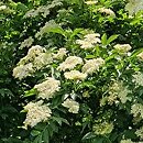 Sambucus nigra Obelisk