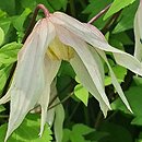 Clematis Pink Swing