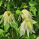 Clematis Lemon Dream