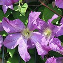 Clematis Solina
