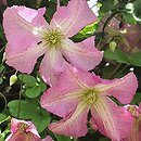 Clematis Oberek