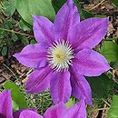 Clematis Lavender Beauty