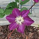 Clematis The Heroes of Warsaw