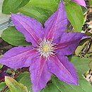Clematis Dada