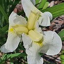 Iris hort. Zofia