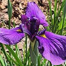 Iris hort. Soplica