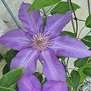 Clematis Paroko