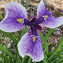 Iris hort. Karolina