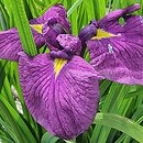 Iris hort. Tadeusz