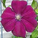Clematis Aga