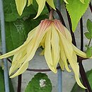 Clematis 2013-040-028 g.