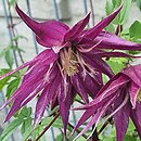 Clematis 2015-006-006 g.