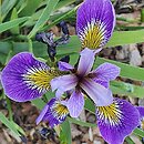 Iris hort. Zawisza Czarny