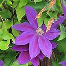 Clematis Wildfire