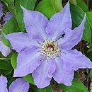 Clematis Laura