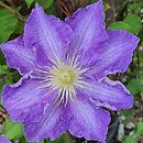 Clematis Stefan Franczak