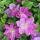 Clematis Change of Heart