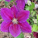 Clematis Julka