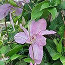 Clematis Bieszczady