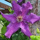 Clematis Marcelina