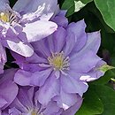 Clematis Blue Explosion