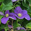 Clematis Generał Sikorski
