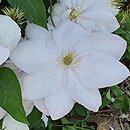 Clematis Innocent Blush
