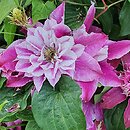 Clematis My Darling